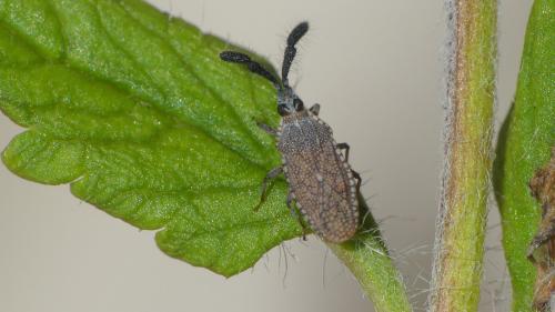 Réf. 326 248 : Copium clavicorne clavicorne